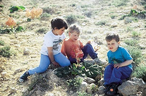 ריבס
